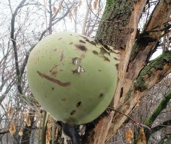 Різдвяні свята святкував «не в царській палаті, а межи солдати»